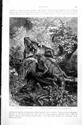 Old Iguana Iguana Tuberculata Naked-Necked Iguana Delicatissima C1890 Victorian