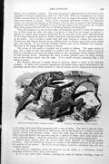 Old Print Egyptian Mastigure Uroprastix Spinipes Stellio Or Hardim C1890 19th