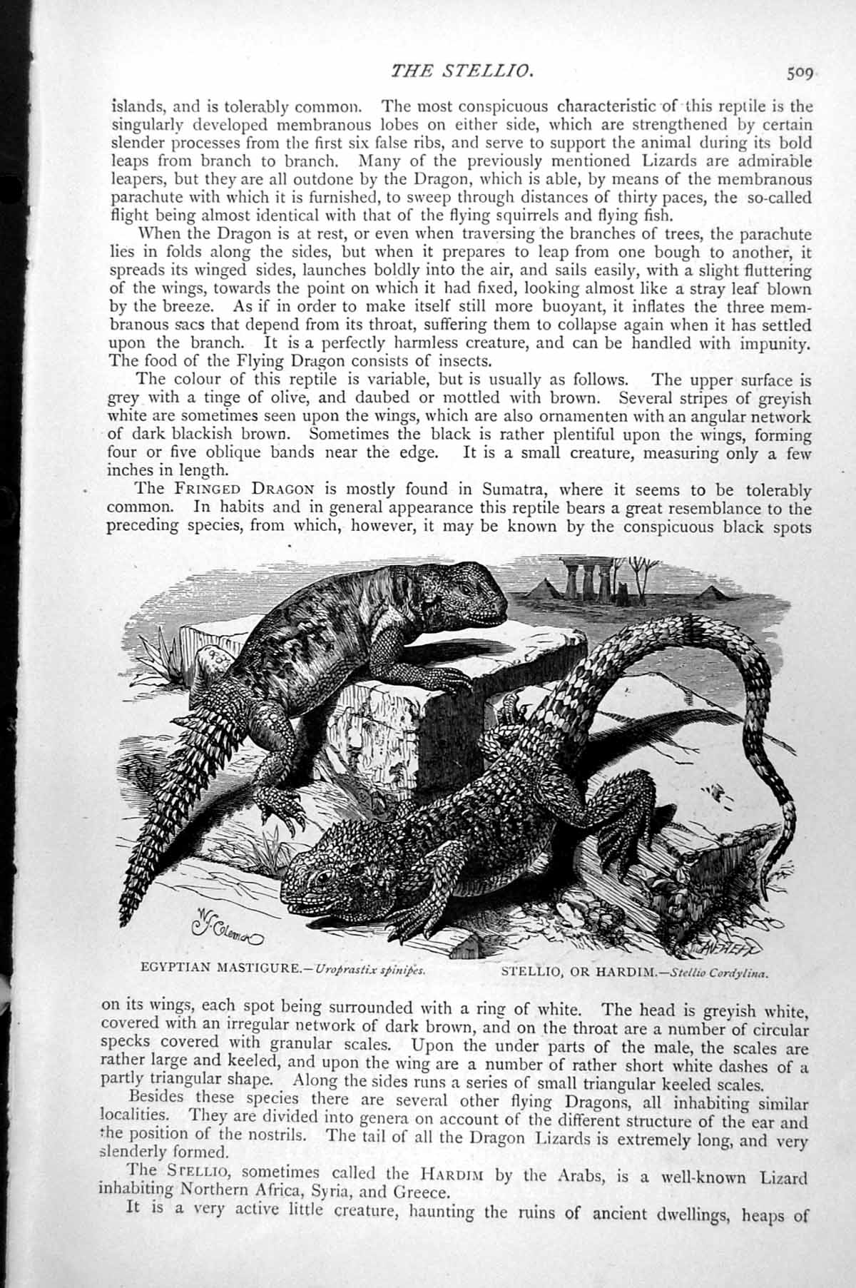 Old Print Egyptian Mastigure Uroprastix Spinipes Stellio Or Hardim C1890 19th