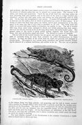 Old Antique Print Chameleon Chameleo Vulgaris Large-Naped Bifurcus C1890 19th