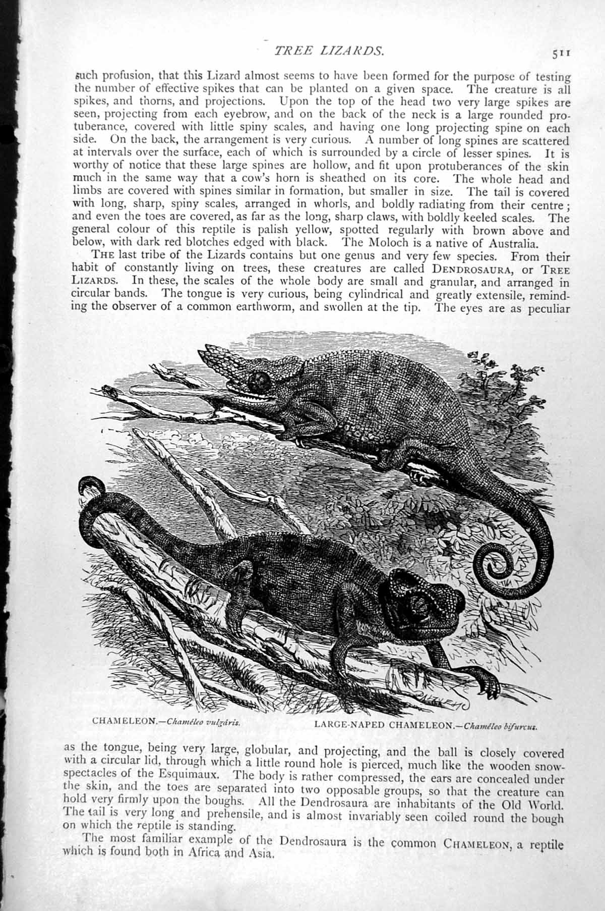 Old Antique Print Chameleon Chameleo Vulgaris Large-Naped Bifurcus C1890 19th