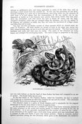 Original Old Antique Print Rattlesnake Uropsophus Durissus C1890 19th