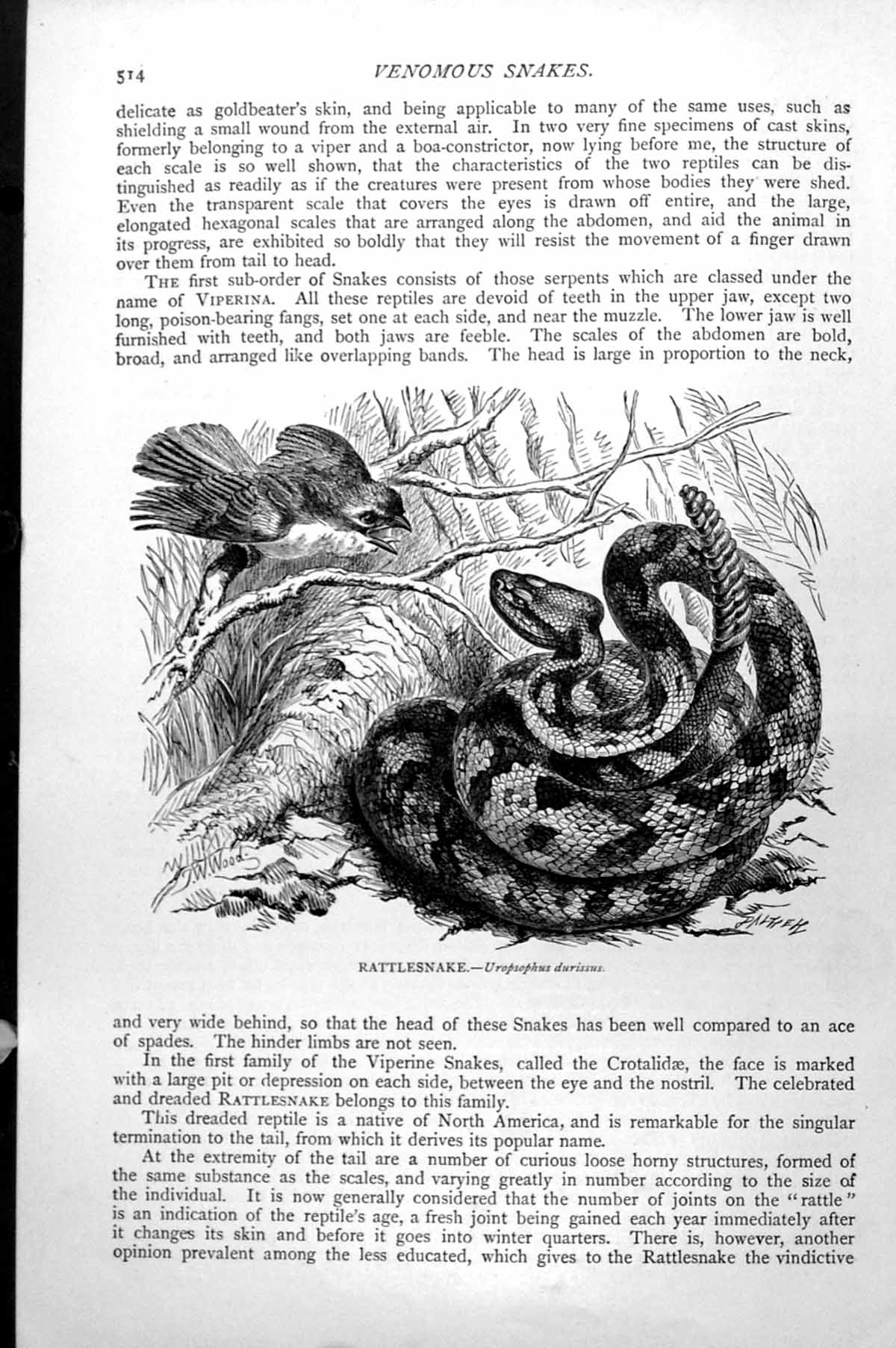 Original Old Antique Print Rattlesnake Uropsophus Durissus C1890 19th