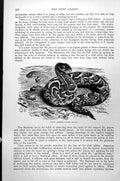 Original Old Antique Print Puff Adder Clotho Artetans C1890 19th