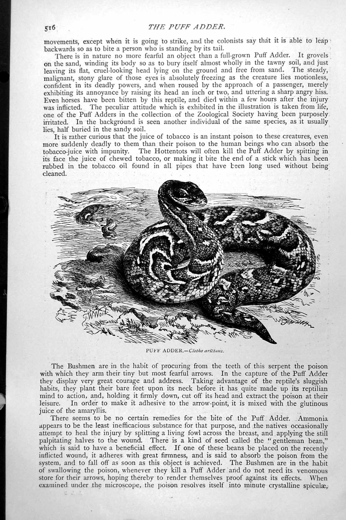 Original Old Antique Print Puff Adder Clotho Artetans C1890 19th
