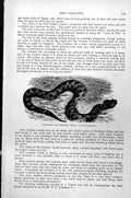 Old Antique Print Cerastes Or Horned Viper Cerastes Hassilquistii C1890 19th