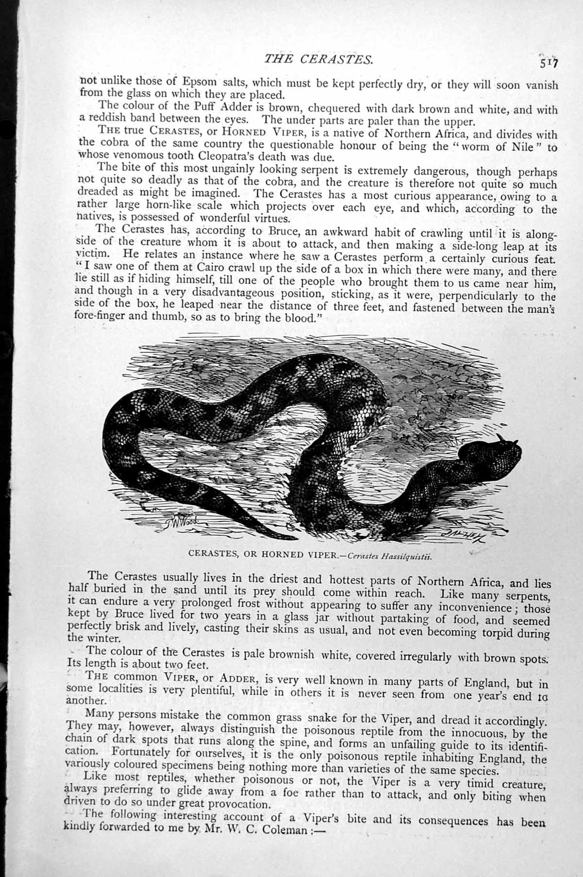 Old Antique Print Cerastes Or Horned Viper Cerastes Hassilquistii C1890 19th