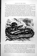 Original Old Antique Print Natal Rock Snake Hortulia Natalensis C1890 Victorian