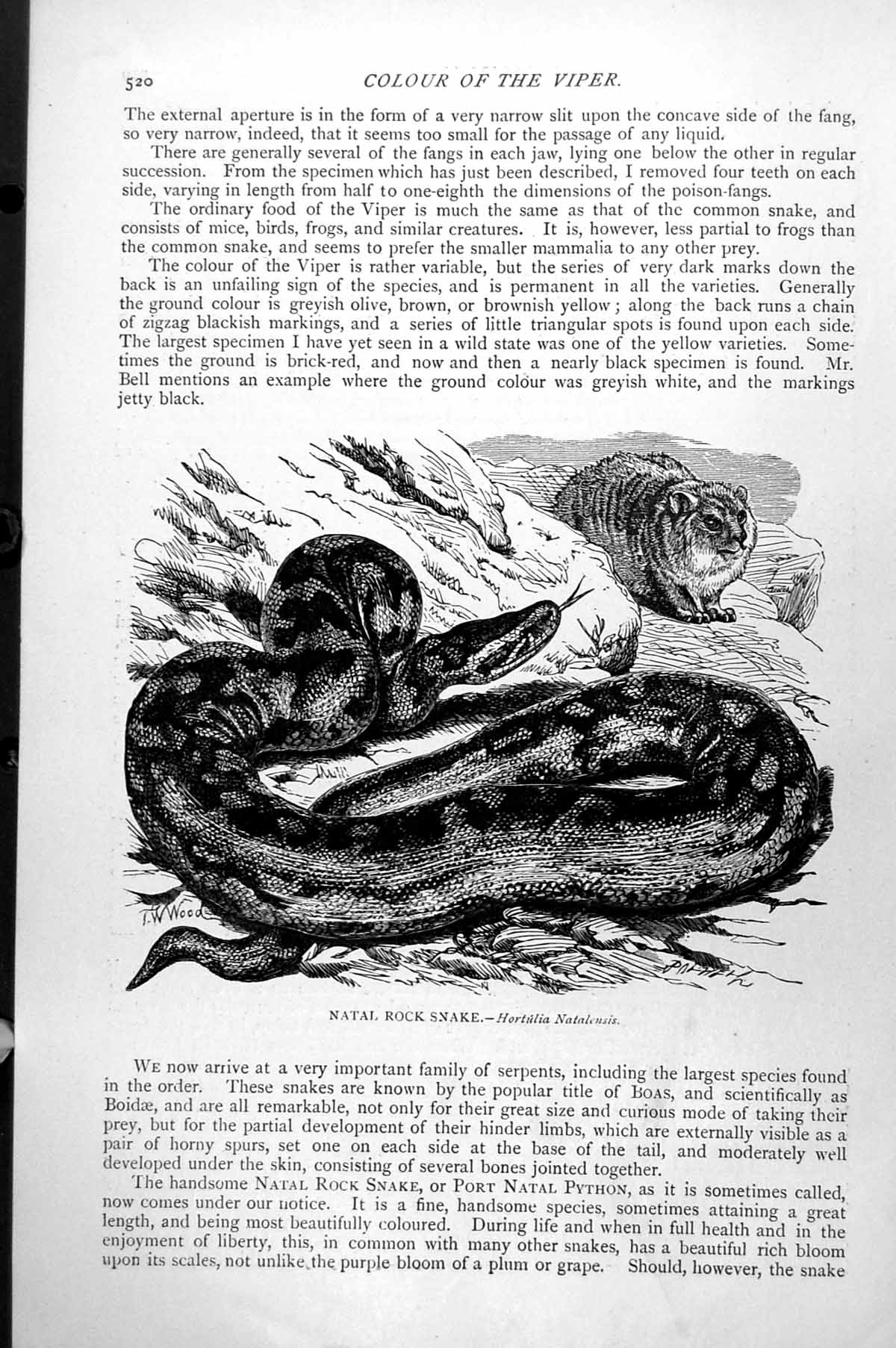 Original Old Antique Print Natal Rock Snake Hortulia Natalensis C1890 Victorian