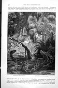 Antique Old Print Boiguaco Boa Constrictor Anacondo Eunectes Marinus C1890 19th