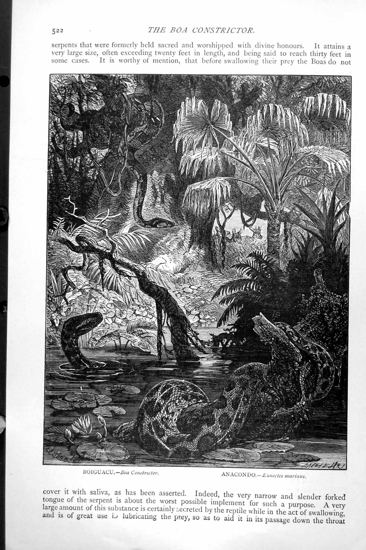 Antique Old Print Boiguaco Boa Constrictor Anacondo Eunectes Marinus C1890 19th
