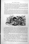 Old Antique Print Ringed Snake Or Grass Snake Tropidonotus Natrix C1890 19th