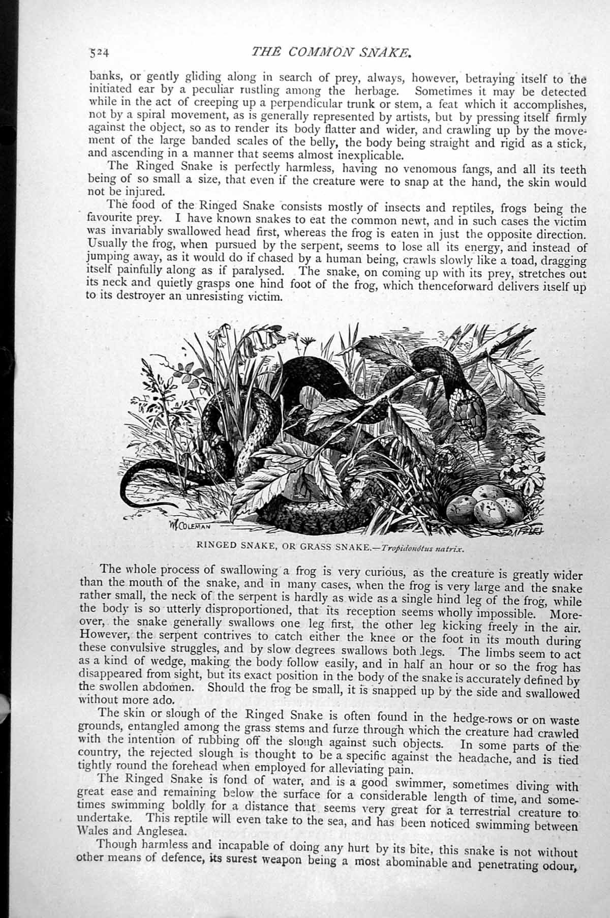Old Antique Print Ringed Snake Or Grass Snake Tropidonotus Natrix C1890 19th