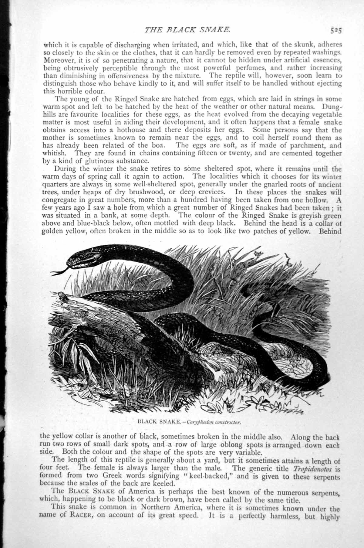Original Old Antique Print Black Snake Coryphodon Constrictor C1890 Victorian