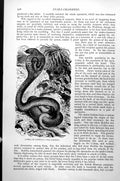 Original Old Antique Print Cobra Di Capello Naja Tripudians C1890 Victorian