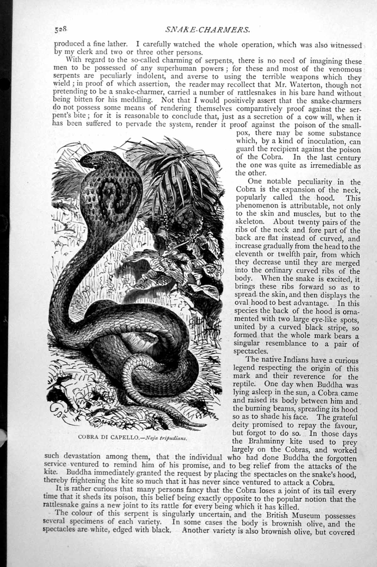 Original Old Antique Print Cobra Di Capello Naja Tripudians C1890 Victorian