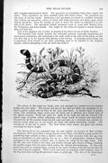Original Old Antique Print Bead Snake Elaps Fulvius C1890 19th