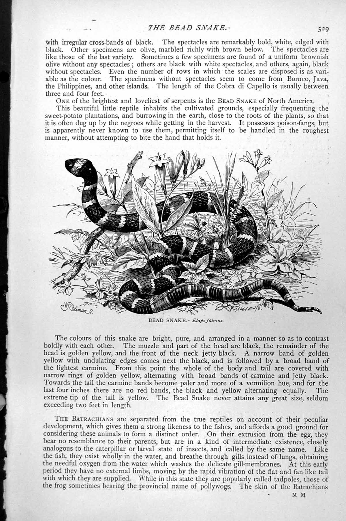 Original Old Antique Print Bead Snake Elaps Fulvius C1890 19th