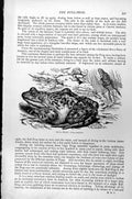 Original Old Antique Print Bull-Frog Rana Mugiens C1890 19th Century