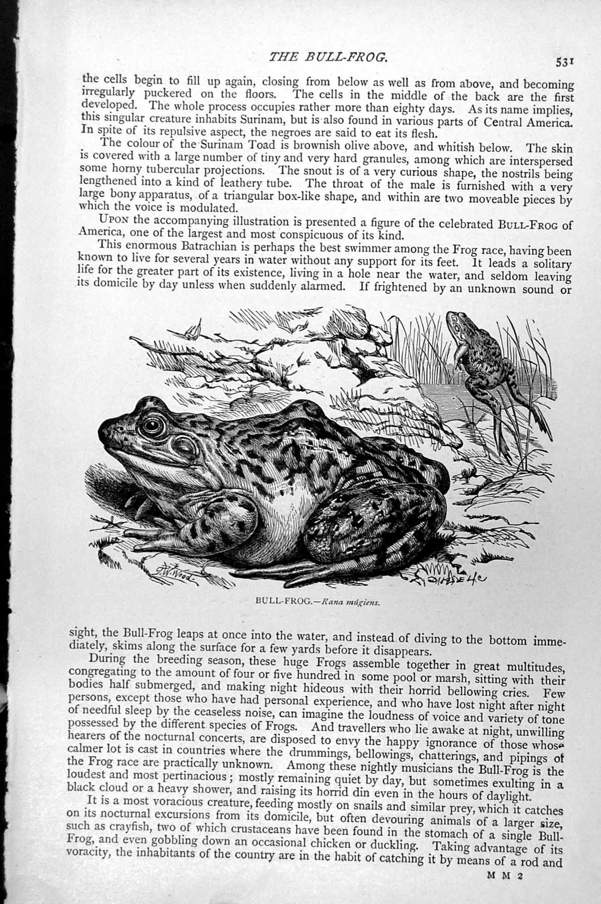 Original Old Antique Print Bull-Frog Rana Mugiens C1890 19th Century