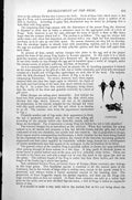 Original Old Antique Print Tadpoles Development The Frog C1890 19th
