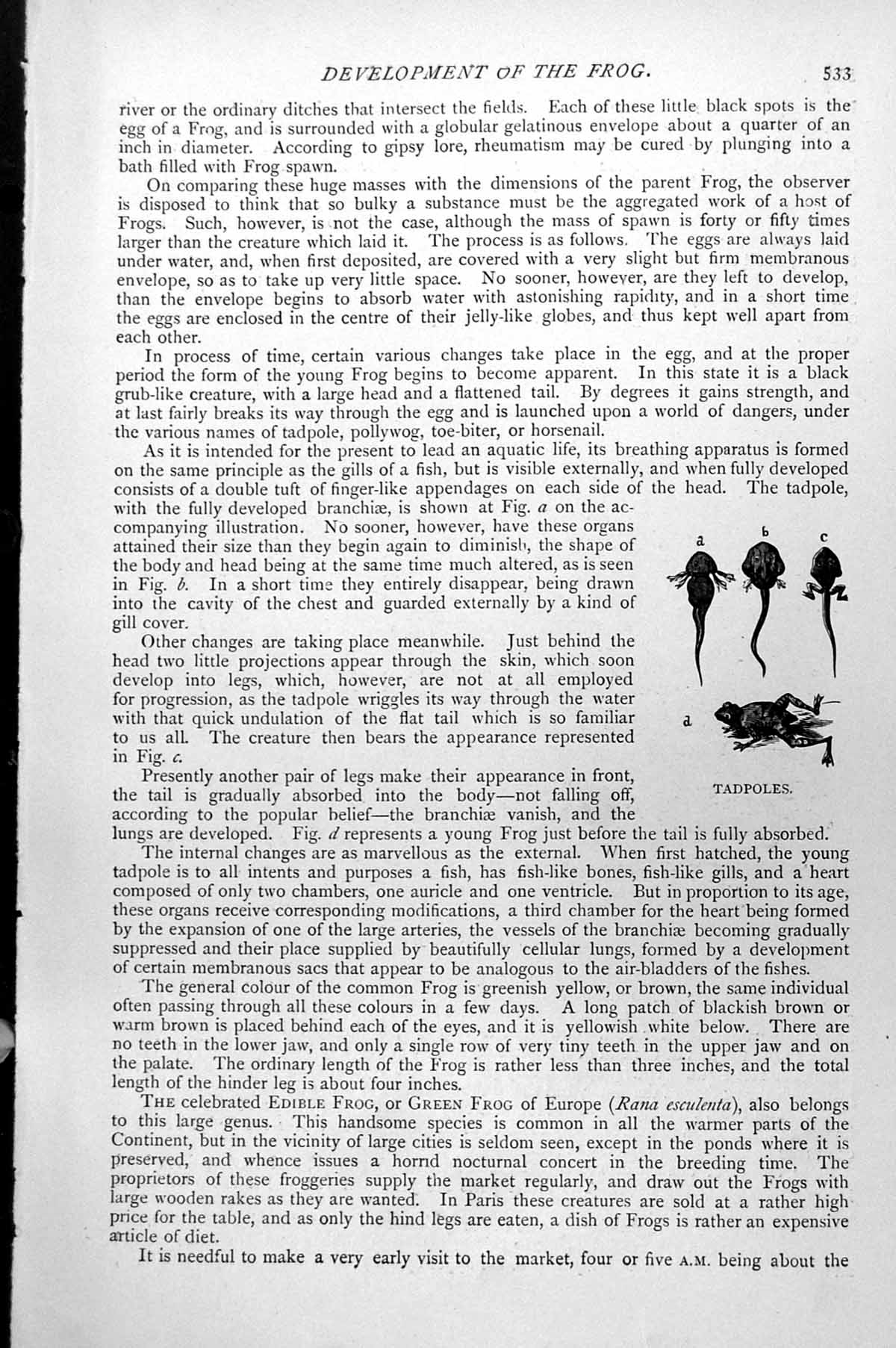 Original Old Antique Print Tadpoles Development The Frog C1890 19th