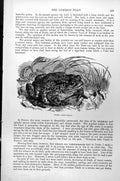 Original Old Antique Print Toad Bufo Vulgaris C1890 19th Century