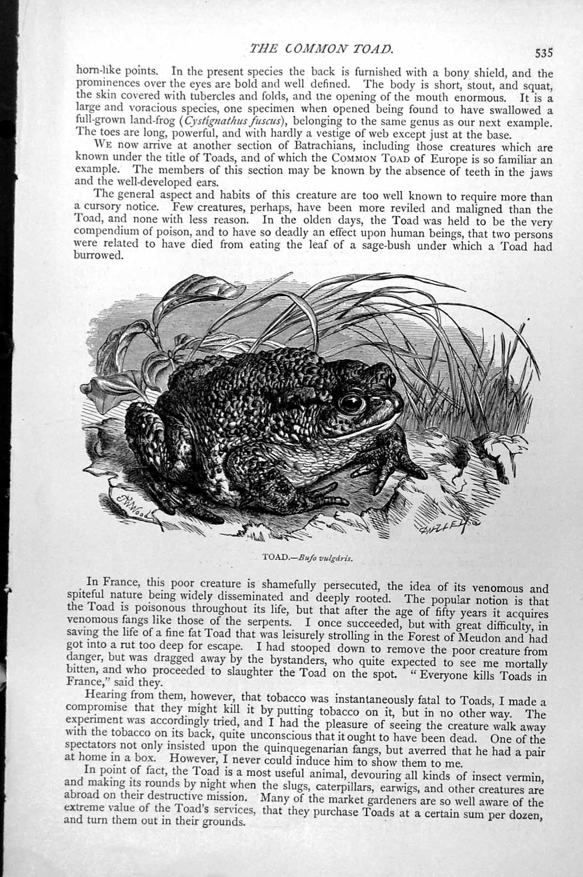 Original Old Antique Print Toad Bufo Vulgaris C1890 19th Century
