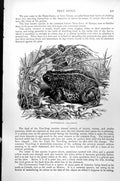 Original Old Antique Print Natterjack Bufo Calamita C1890 19th