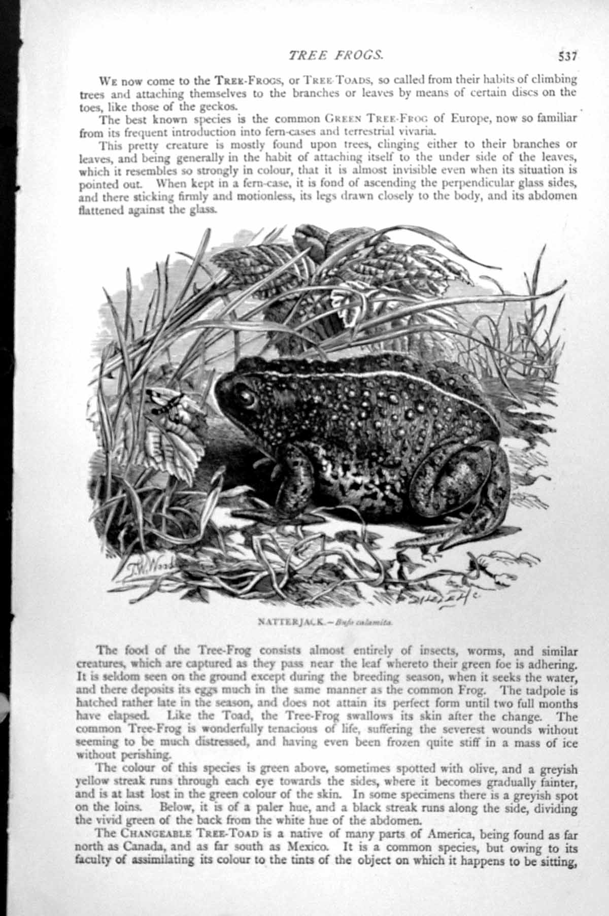Original Old Antique Print Natterjack Bufo Calamita C1890 19th
