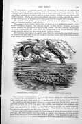Antique Print Crested Newt Triton Cristatus Smooth Lophinus Punctatus C1890