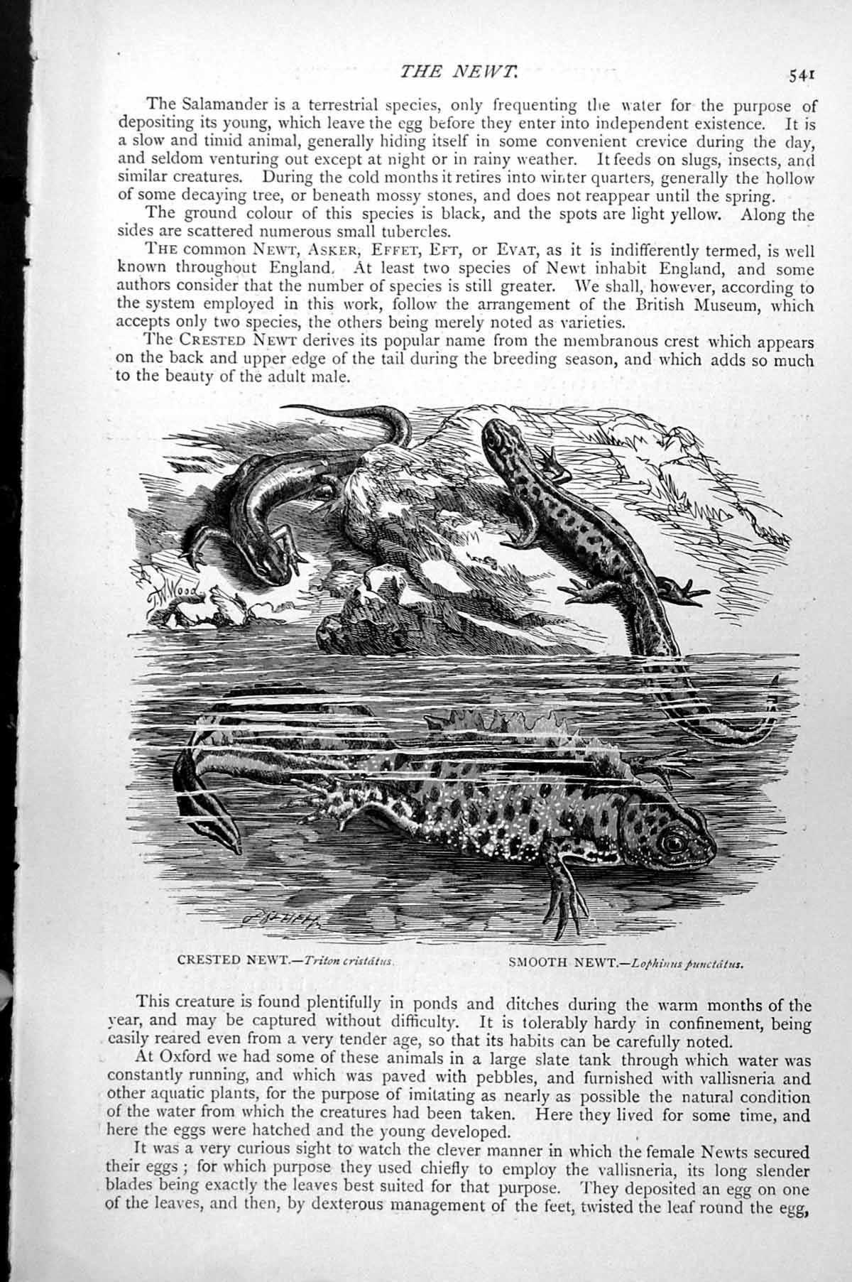 Antique Print Crested Newt Triton Cristatus Smooth Lophinus Punctatus C1890