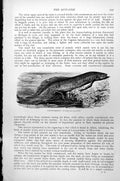 Original Old Antique Print Lepidosiren Protopetrus Annectens Mud-Fish C1890