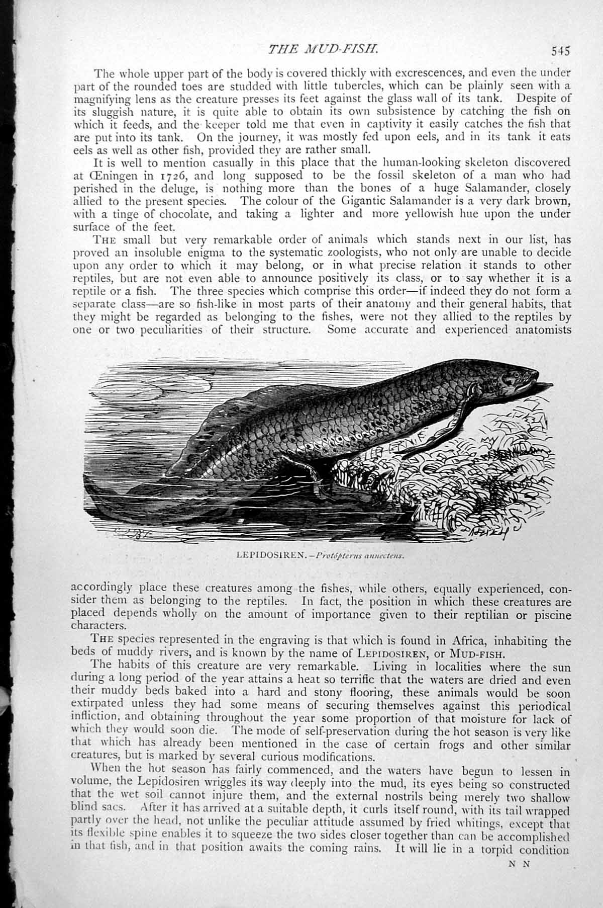 Original Old Antique Print Lepidosiren Protopetrus Annectens Mud-Fish C1890