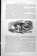 Original Old Antique Print Skull Lepidosiren Mud-Fish C1890 19th