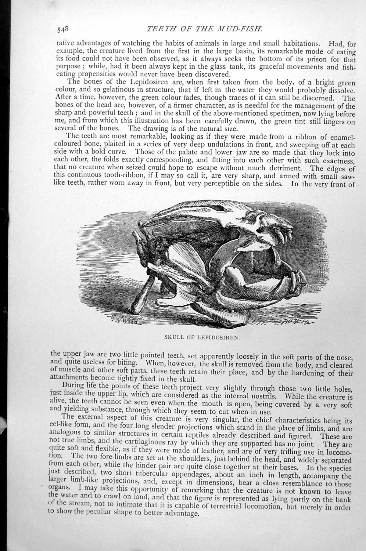 Original Old Antique Print Skull Lepidosiren Mud-Fish C1890 19th