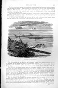 Original Old Antique Print Saw-Fish Pristis Antiquorum C1890 19th