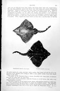 Antique Old Print Fish Thornback Skate Raia Clavata Common Raia Batis C1890