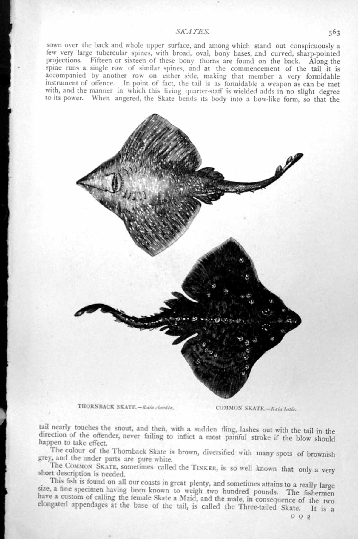 Antique Old Print Fish Thornback Skate Raia Clavata Common Raia Batis C1890