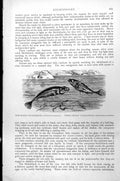 Antique Old Print Fish Ten-Spined Stickleback Three-Spined Gasterosteus C1890