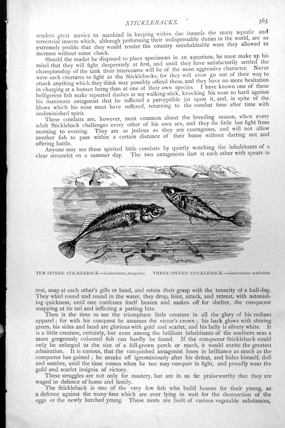 Antique Old Print Fish Ten-Spined Stickleback Three-Spined Gasterosteus C1890