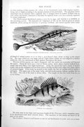 Antique Print Fish Fifteen-Spined Stickleback Perch Perca Fluviatilis C1890