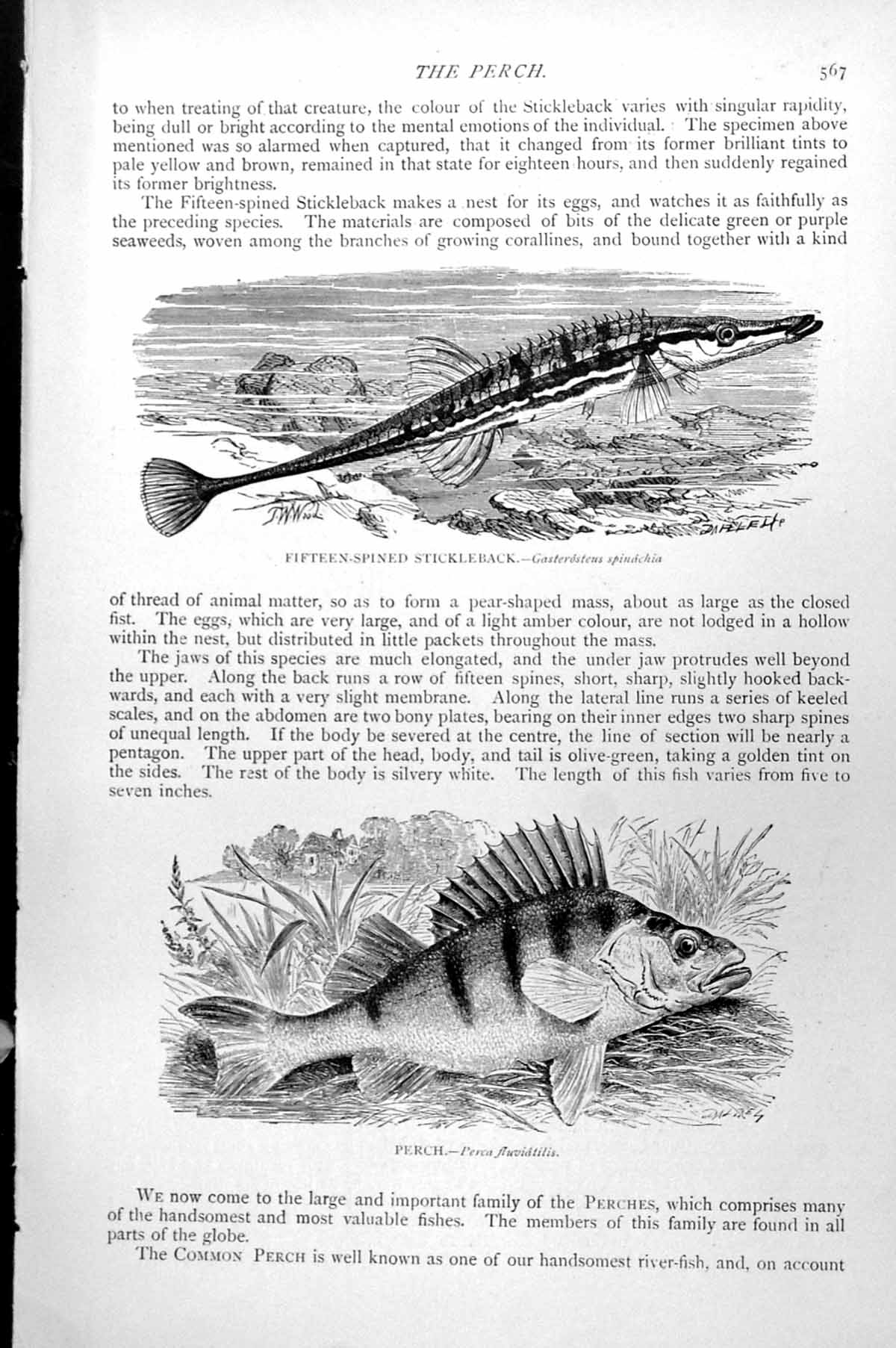 Antique Print Fish Fifteen-Spined Stickleback Perch Perca Fluviatilis C1890