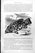 Original Old Antique Print Fish Stone Basse Polyprion Cernium C1890 Victorian