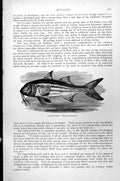 Original Old Antique Print Fish Surmullet Mullus Surmuletus C1890 Victorian