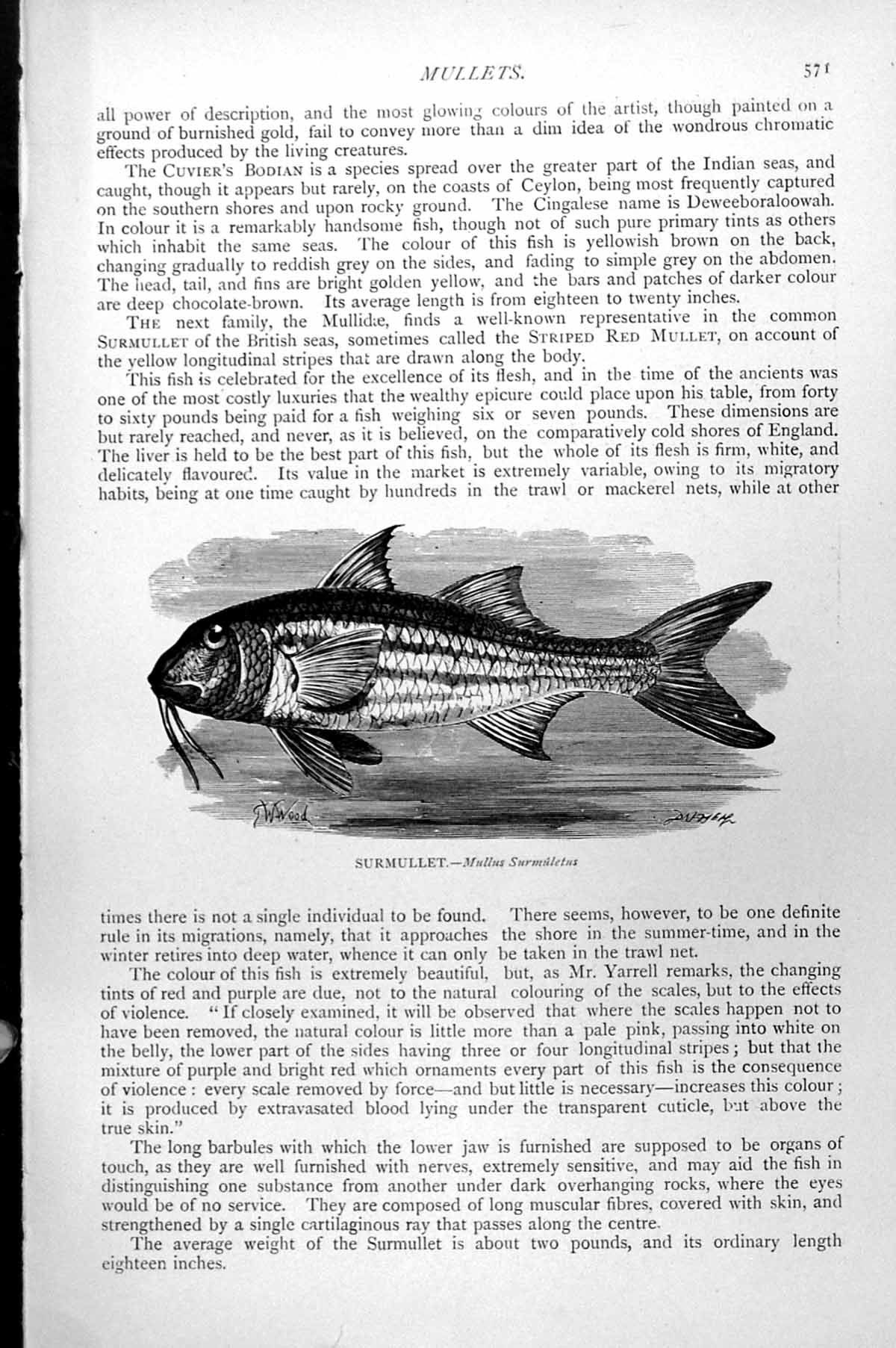 Original Old Antique Print Fish Surmullet Mullus Surmuletus C1890 Victorian
