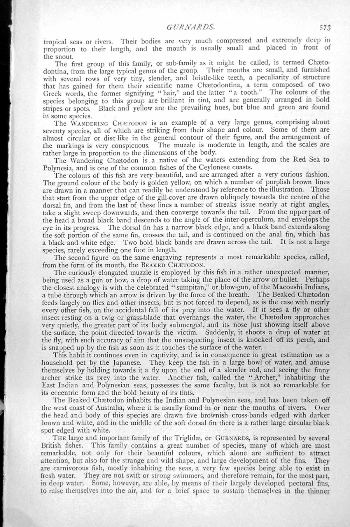 Original Old Antique Print Red Fire-Fish Pterois Volitans C1890 19th