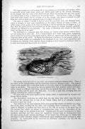 Original Old Antique Print Fish Bull-Head Cottus Gobio C1890 19th