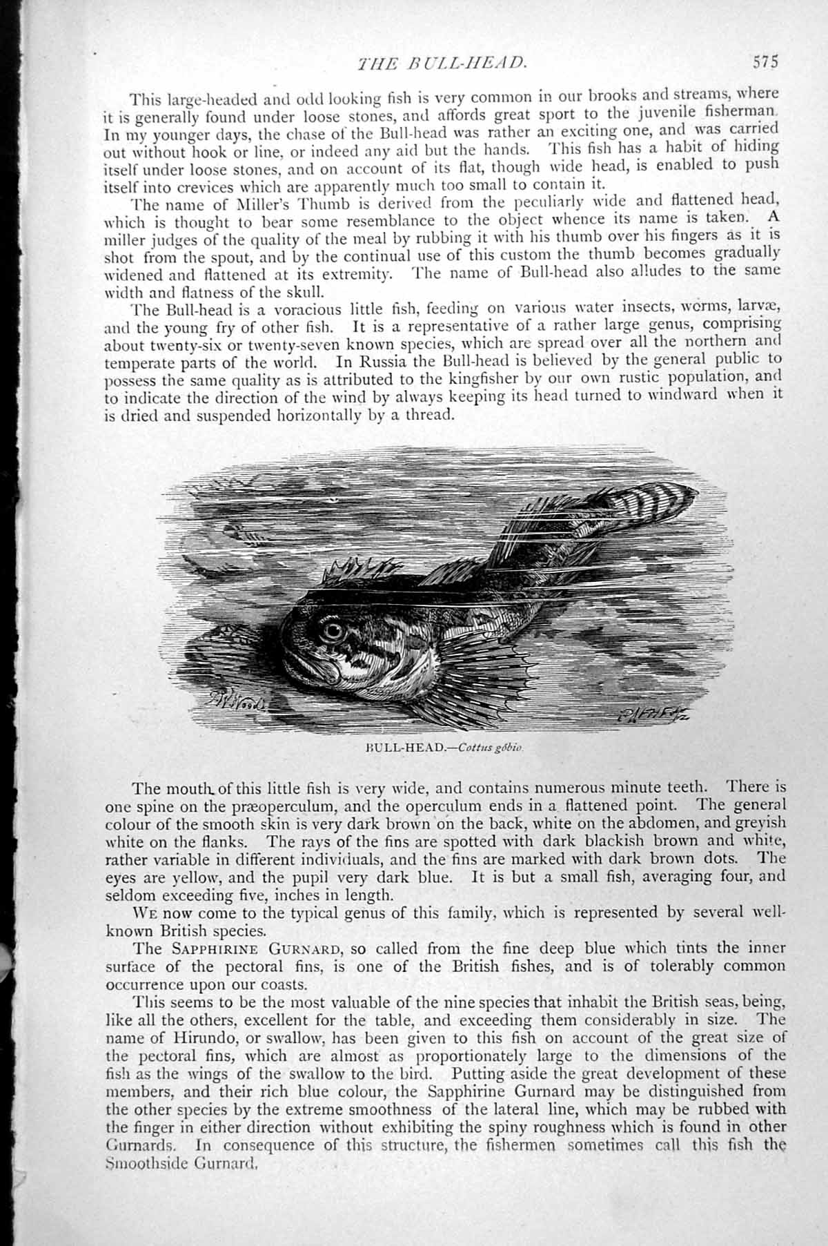 Original Old Antique Print Fish Bull-Head Cottus Gobio C1890 19th