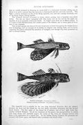 Old Antique Print Fish Flying Gurnard Indian Dactylopterus Volitans C1890 19th